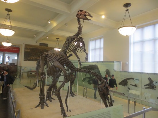 Museum Of Science & Natural History, NYC