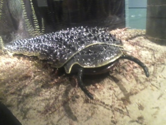 Peabody Museum, New Haven, CT