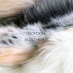 Gordon: Bleu Merle
