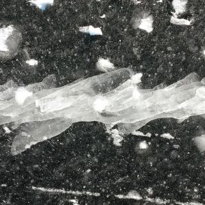 France Jobin: Singulum